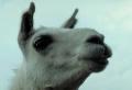 LlamaFace