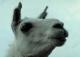 LlamaFace2