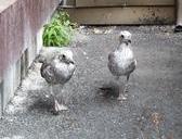 seagulls