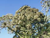 tos palm